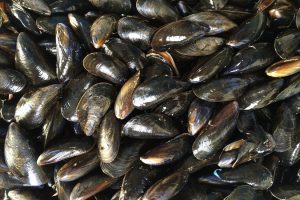 Epatite A nel Lazio: stop ai frutti di mare crudi nei ristoranti di Gaeta