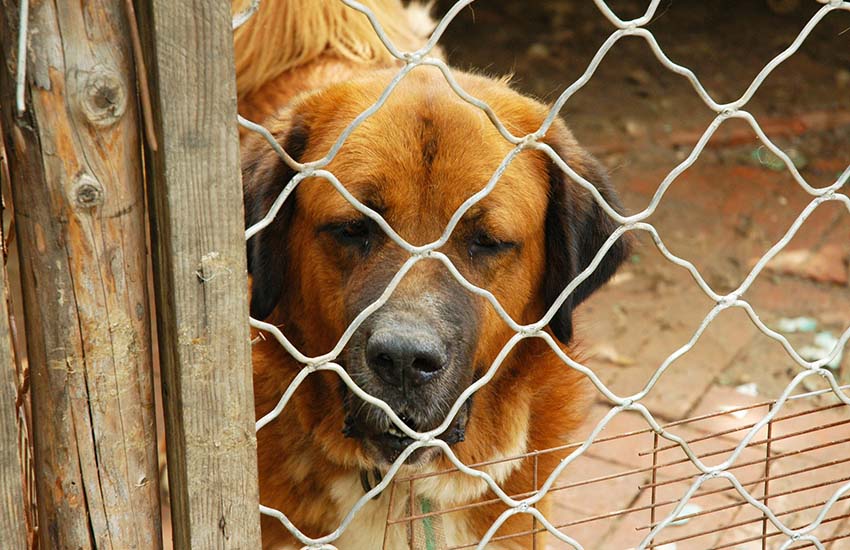 Catania, cane con nastro adesivo su muso e zampe, salvato in extremis