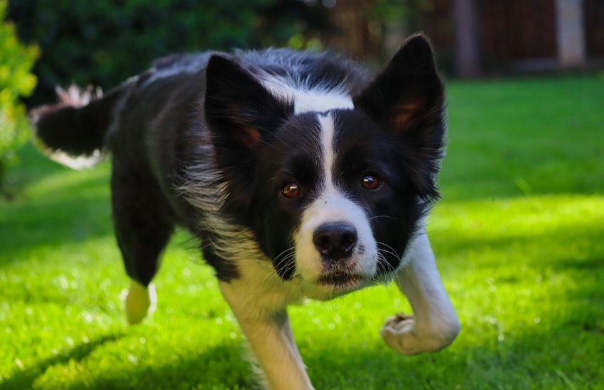 L’importanza di scegliere crocchette per cani ad alta digeribilità