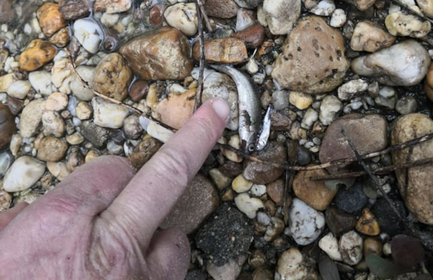 Poirino, pesci morti nel Rioverde: è inquinato