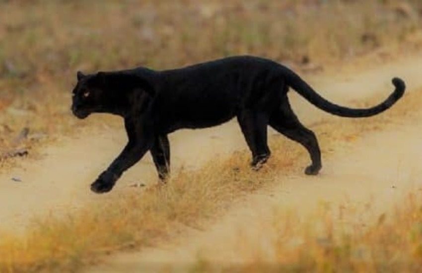 Pantera nera nel Salento, continua il mistero. Nuovi avvistamenti a Galatone e Seclì