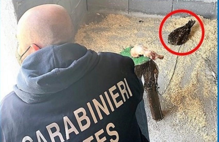 San Cristoforo, sequestrato un esemplare di poiana durante il controllo in un locale, denunciata titolare