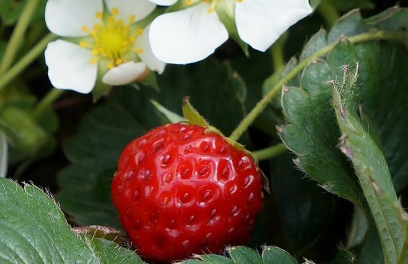 Primavera sotto zero, raccolti a rischio