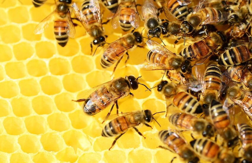 Rimborso per apicoltori siciliani delle spese sostenute: domanda da presentare entro il prossimo 12 dicembre
