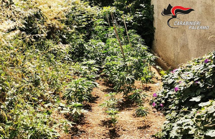 Cerda – Piantagione in campagna e migliaia di euro in casa, arrestati padre e figlio