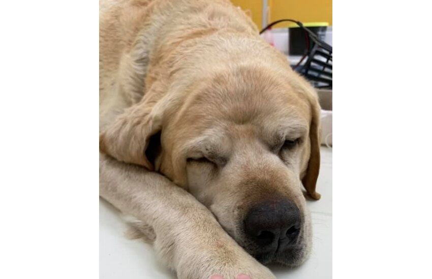 La triste storia di Birillo, ucciso a bastonate