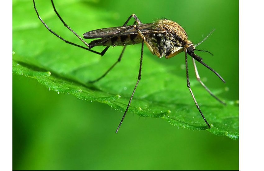 Latina, dal 26 al 30 luglio nuovo ciclo di disinfestazione contro le zanzare (ecco il calendario)