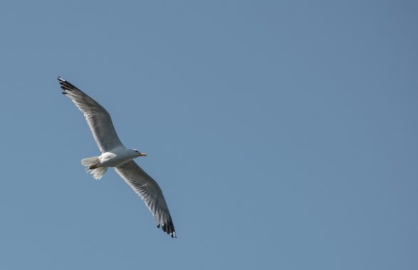 Palazzo Chigi: recupero di mamma gabbiano e del suo pullo