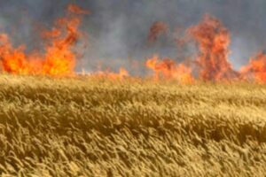 Rischio incendi, pericolo per i campi di grano. Greco scrive al Prefetto: maggiori controlli