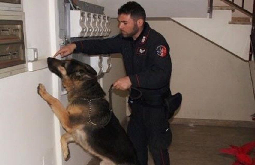 King, il cane dei Carabinieri, non perdona: fiuta droga a Modica e Pozzallo. Un arresto e una denuncia a carico di un minore
