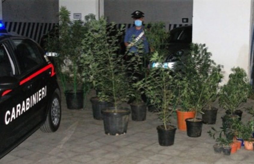 Acireale, “il giardiniere”  di via Carico si dedicava anche alla coltivazione di canapa indiana. Arrestato