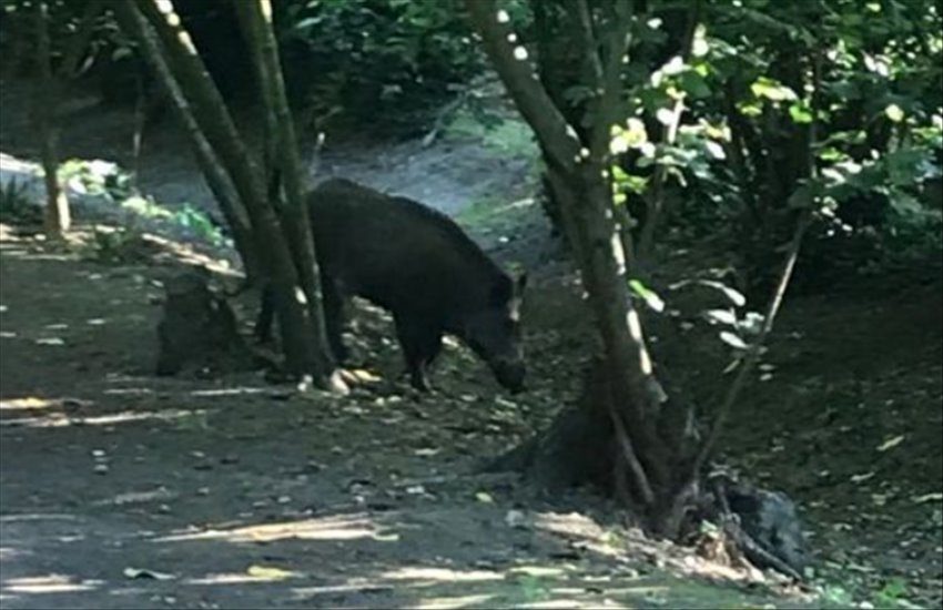 Allarme cinghiali a Saviano, la nota del Comune: “Non avvicinatevi”