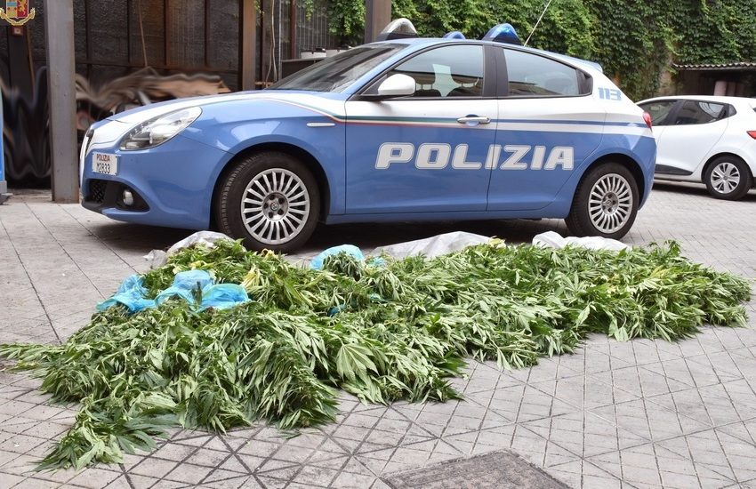 Acireale, sequestrate più di 200 piante di marijuana, arrestato pregiudicato. Caccia al complice