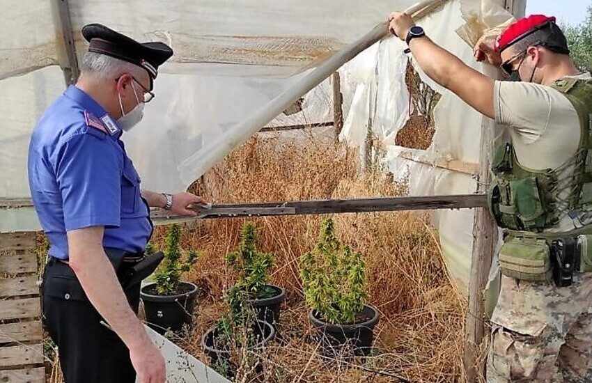 Caltagirone, fratelli con il pollice verde si dedicavano anche alla produzione di cannabis