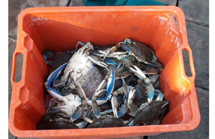 Sequestrati oltre 1.200 chili di prodotti ittici non tracciabili ai mercati ittici di Mugnano e Volla