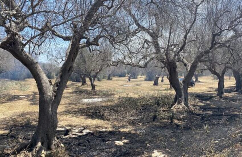 Tragedia nel Salento. Intrappolato nel suo terreno, 65enne muore carbonizzato