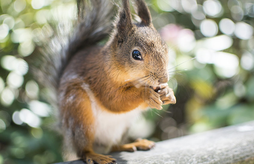 La prima Oasi dello scoiattolo del Matese sarà inaugurata venerdì 25 giugno