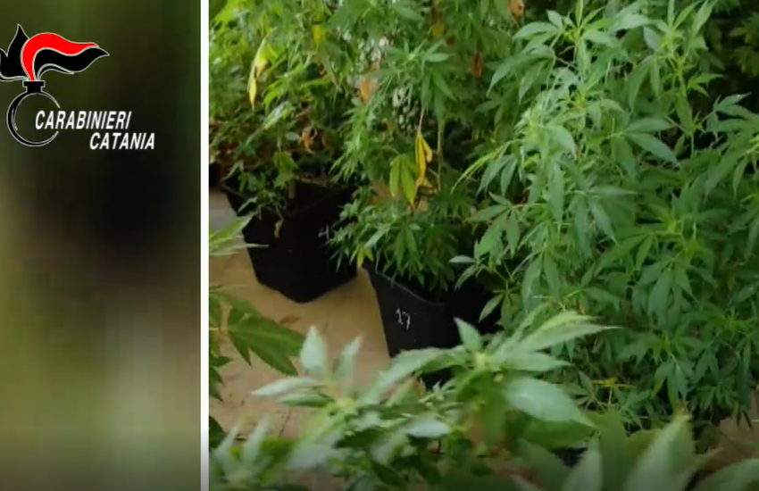 [VIDEO] Linguaglossa, aveva casa trasformata in laboratorio: arrestato il “chimico” della marijuana