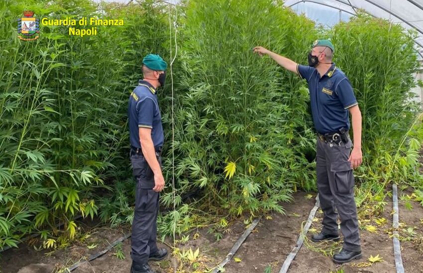 Coltivava cannabis occultata tra le coltivazioni di pomodoro tra Scafati e Sant’Antonio Abate. Stoppato un mercato da 60.000 euro (VIDEO)