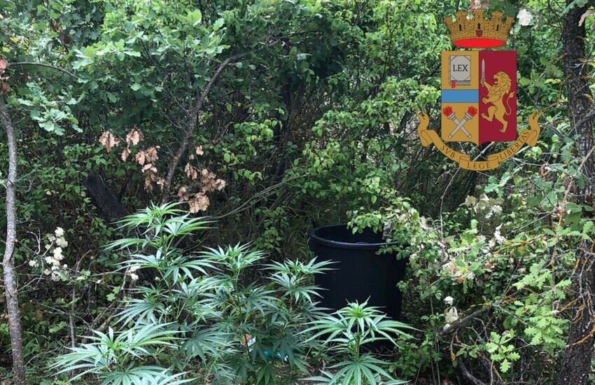 Sulmona, Zona artigianale: sequestrate piantine di marjuana