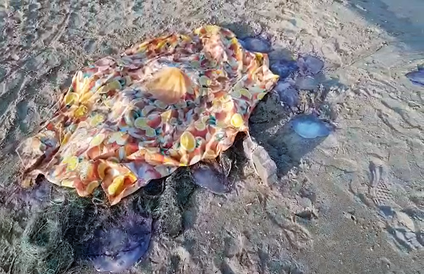 Meduse morte e rifiuti: la Plaia di Catania è una discarica (VIDEO)