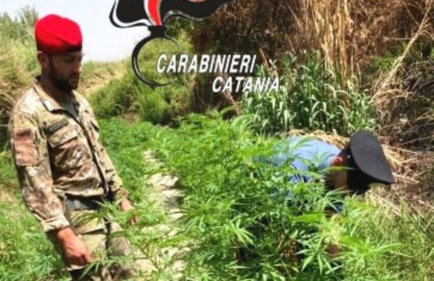 Mineo, sequestrata una piantagione di canapa indiana, coltivatore in manette