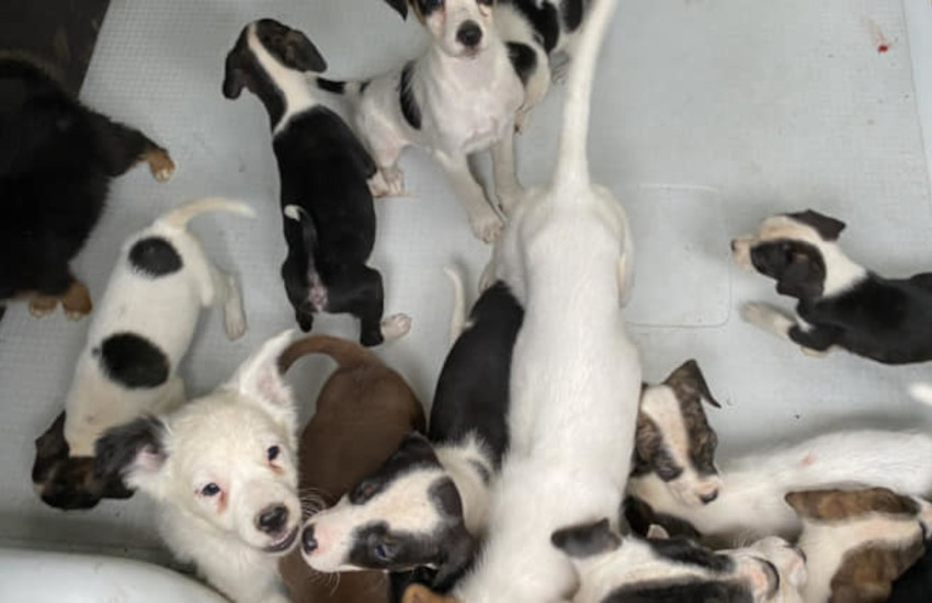 Bassignana (AL), 65 cani in pessime condizioni: sequestro in una cascina