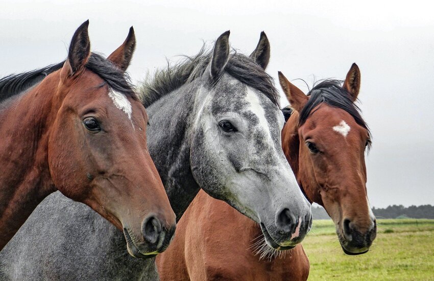 Sport equestri, si apre domani ad Ambelia la Fiera mediterranea del cavallo