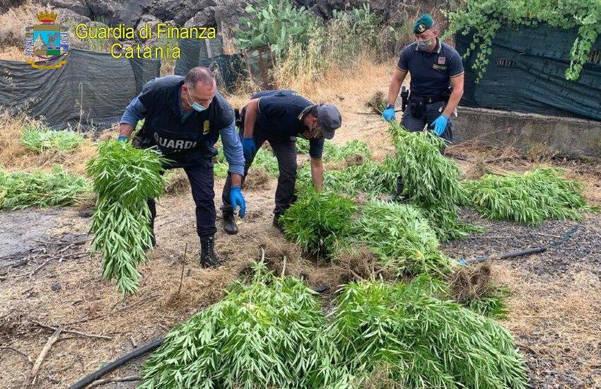 Bronte, “azienda agricola” del crimine, trovate oltre 250 piante di marijuana