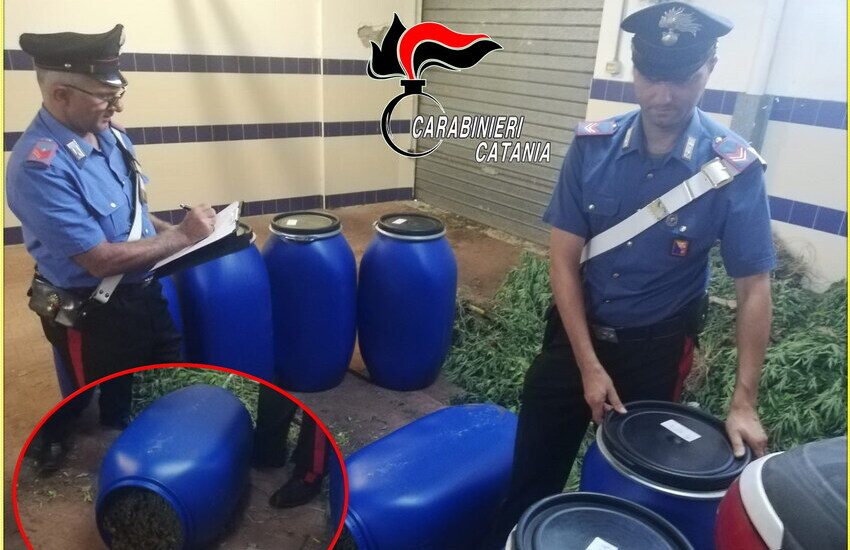 Giarre e Mascali, sequestrata una maxi piantagione di canapa indiana, il coltivatore la “spacciava” per marijuana light