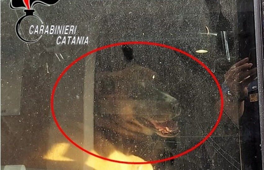Catania, lascia il cane in auto per ore sotto il sole cocente, denunciato