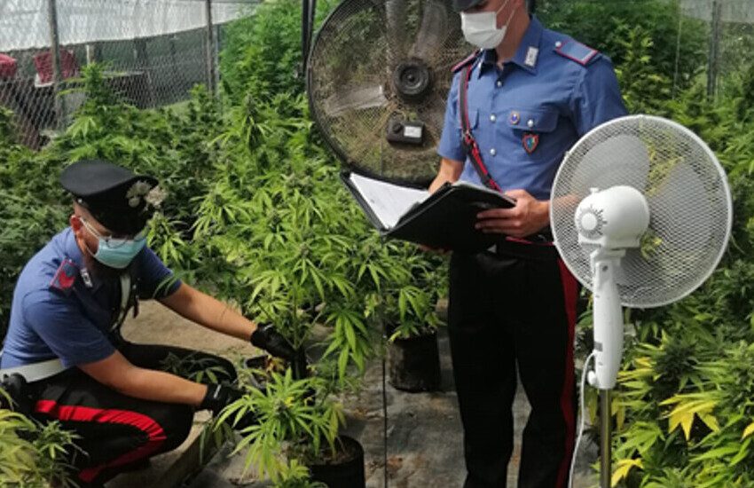 Coltivavano marijuana in serra da destinare allo spaccio a Pontinia e Sabaudia, sequestrati 150 chili di marijuana