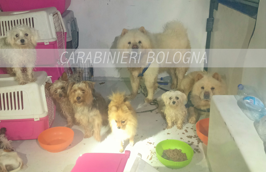 18 cani salvati dai carabinieri nel bolognese