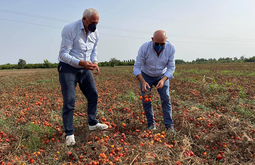 Pomodori: urge tavolo di lavoro per affrontare l’emergenza