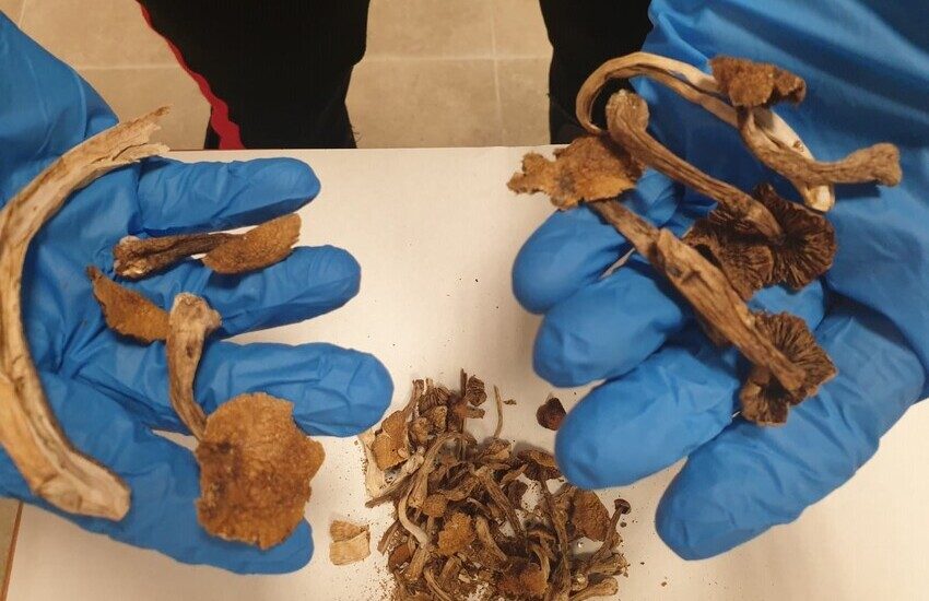Partanna Mondello, scoperta base operativa per la coltivazione di funghi allucinogeni in un appartamento