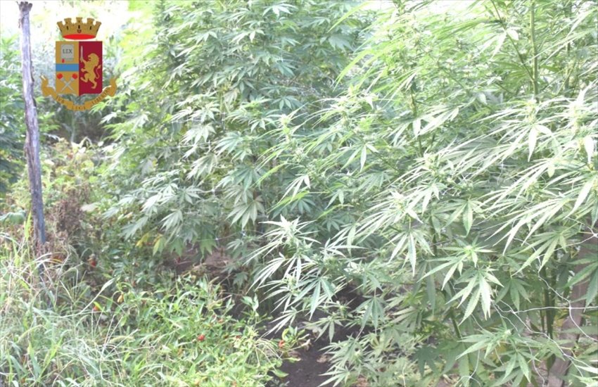 Saviano, coltivava marijuana nel giardino di casa: ritrovato un vero “arsenale” per la produzione ed il confezionamento di droga