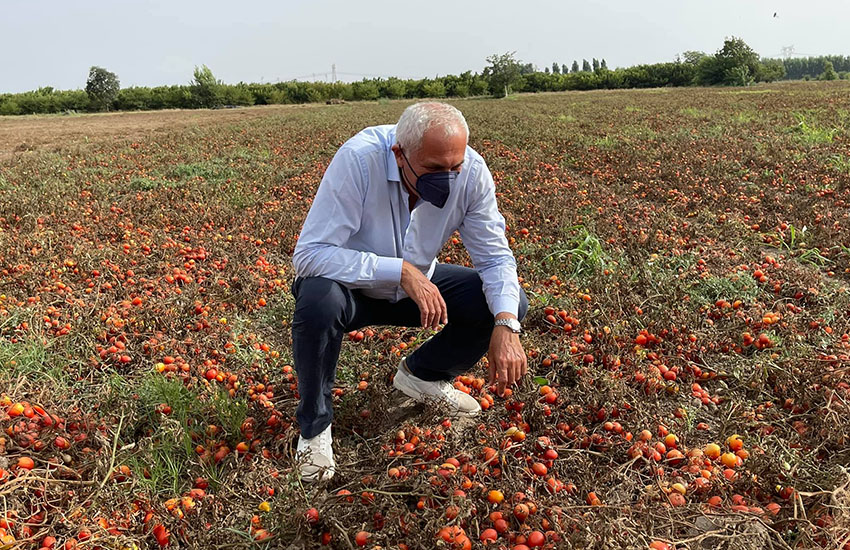 Mille ettari di pomodori non raccolti. Agricoltura in giocchio