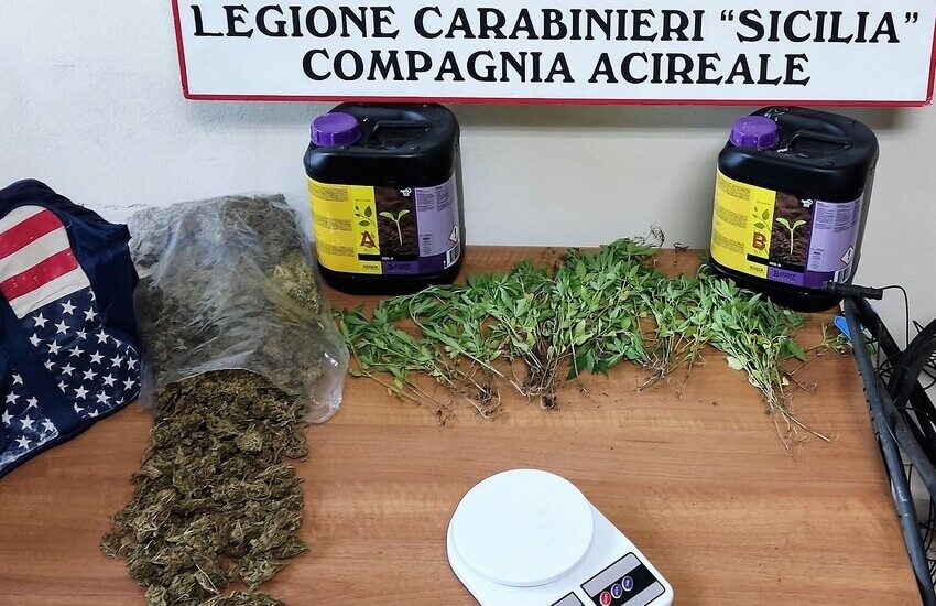 Acireale,  36enne beccato con oltre 100 piante di canapa indiana, arrestato
