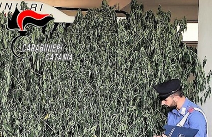 Acireale, sequestrata una piantagione di cannabis, insospettabile in manette