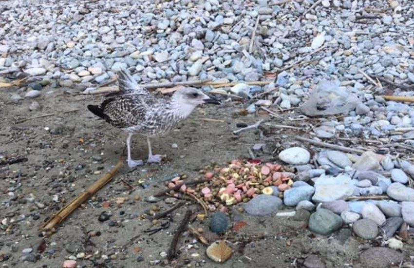 Ponza, l’appello di Luisa: “Devo partire, ha bisogno di cure, non fatelo morire…”