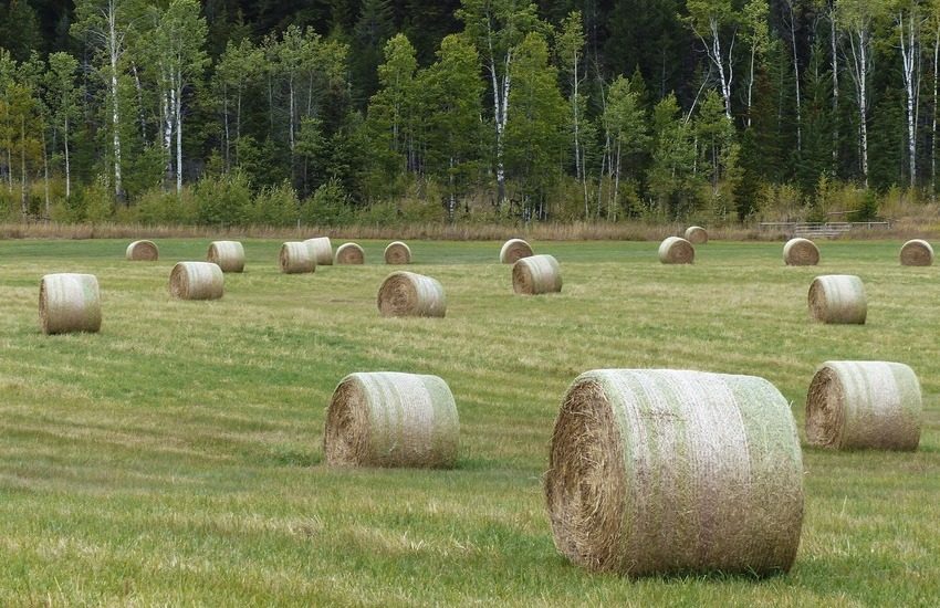 Ecco l’avviso per l’acquisto fieno agli allevatori danneggiati dagli incendi:  come fare domanda