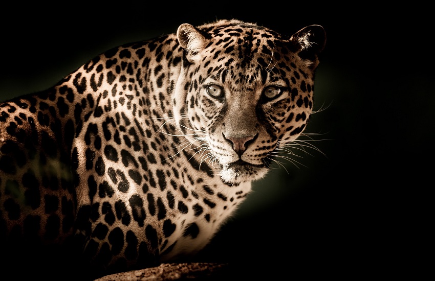 Agghiacciante: 36enne sbranata da un leopardo