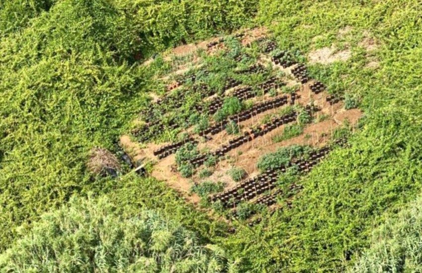 Aprilia, sequestrato dalla Finanza un terreno adibito alla coltivazione di canapa indiana