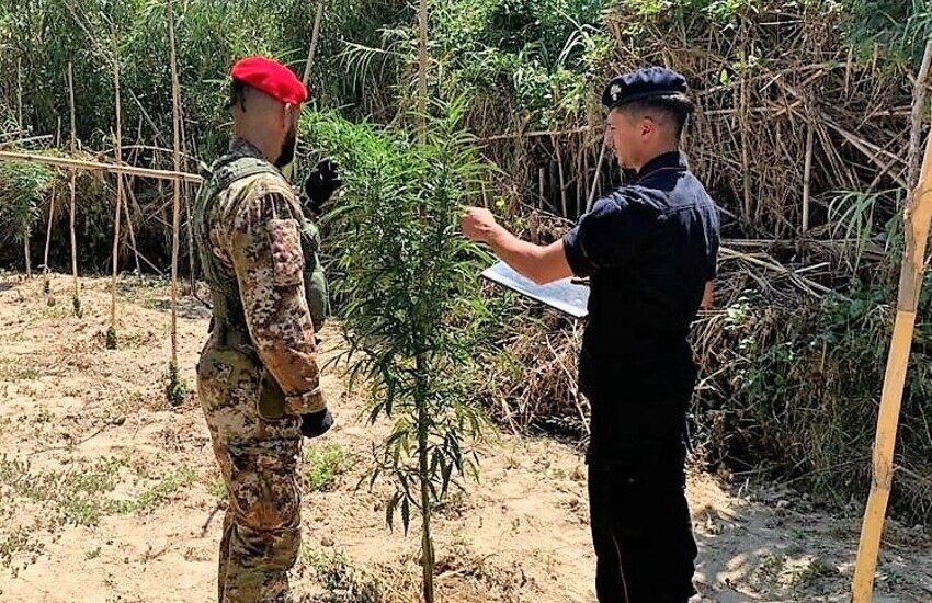 Caltagirone, sequestrata una piantagione di canapa indiana, quattro le persone arrestate