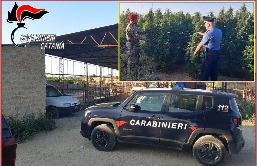 [VIDEO] Grammichele, azienda zootecnica “riconvertita” alla produzione e la vendita al dettaglio di marijuana