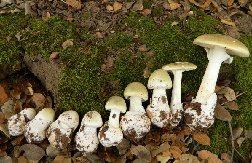 Mangiano funghi velenosi: due bambini afghani muoiono in Polonia