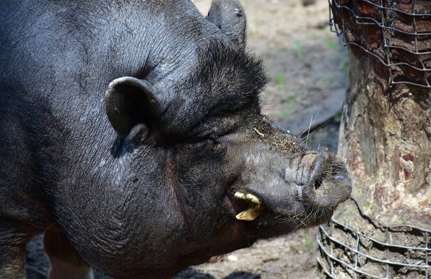 Caccia: Aggredito da cinghiale, muore cacciatore di 74 anni