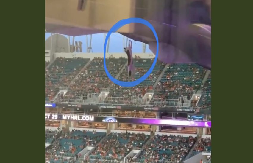 Gatto precipita allo stadio, il salvataggio è spettacolare e patriottico (Video)