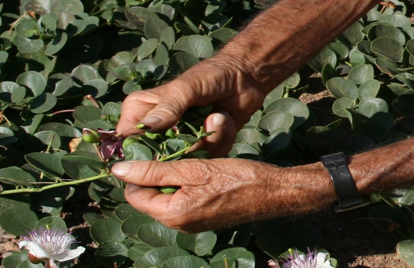 Catania, i Nas sequestrano 13 tonnellate di capperi alle Isole Eolie