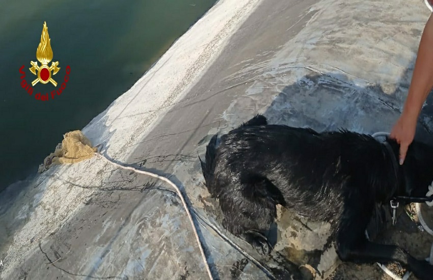 Ramacca, Vigili del Fuoco salvano cane caduto in invaso di contrada Iannarella – FOTO
